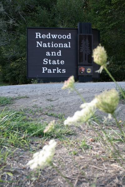 世界で一番高い木！レッドウッド国立州立公園