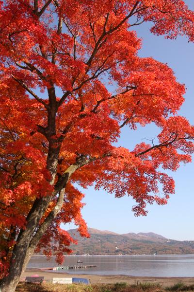 山中湖の紅葉