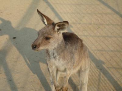 カンガルーと薔薇　｢グリーンパーク北九州」