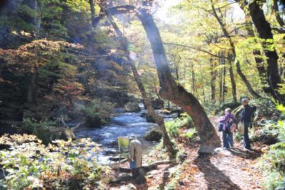 ワンコ連れ東北紅葉・温泉巡り３　奥入瀬