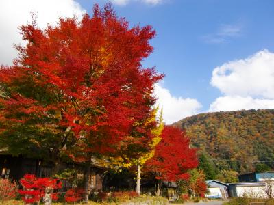 紅葉最高＠西湖～きままＯＬうめこのたびにっき～