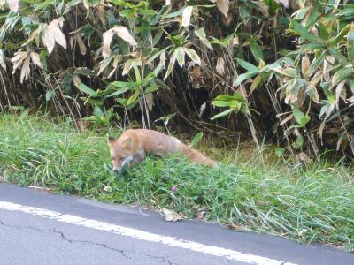 キタキツネ君との出逢い＆三段滝（芦別市）◆2009秋色の北海道《その１４》