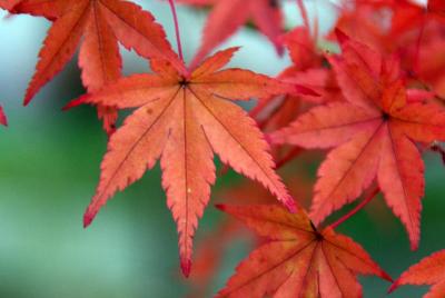 有馬温泉・妙見寺の紅葉