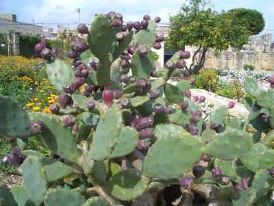 初のヨーロッパ マルタ共和国 その⑦ タルシーン神殿とハル・サフリエニ・ハイポジウム