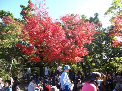 秋の高尾山。