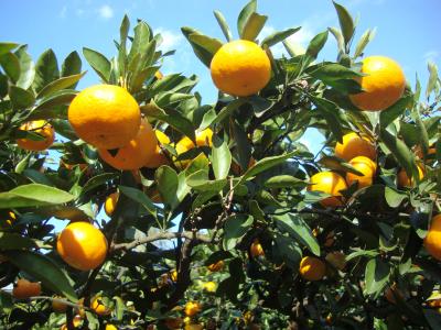 伊豆めぐり・・・稲取漁港～ミカン狩りを楽しむ