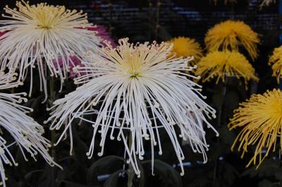 町田市菊花展と薬師池公園の紅葉