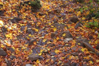 雨飾山は雨に濡れて②　紅葉の中を駆け下りる