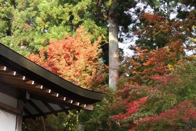 色づき始めの紅葉   大原三千院へ