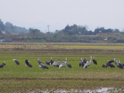 ツルの渡来地出水干拓