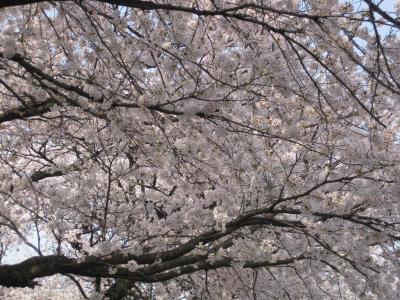 一目千本桜と白石城・・・温麺はどこ!?