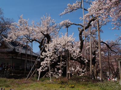 山高の神代桜