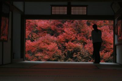 安国寺 どうだんつつじ