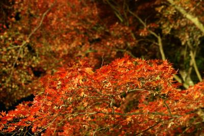 笠置山もみじ公園の紅葉（ライトアップ版）