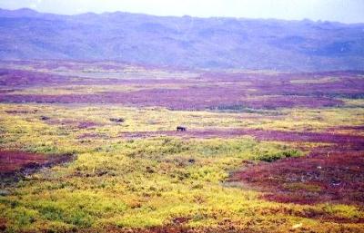 何もない!が感動☆オーロラとツンドラの大地へ