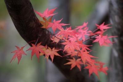 道後山とひろしま県民の森公園の紅葉