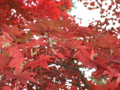 紅葉の秋田～竿燈体験！