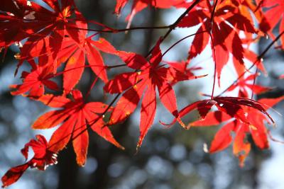 高尾山　紅葉狩りハイキングの旅