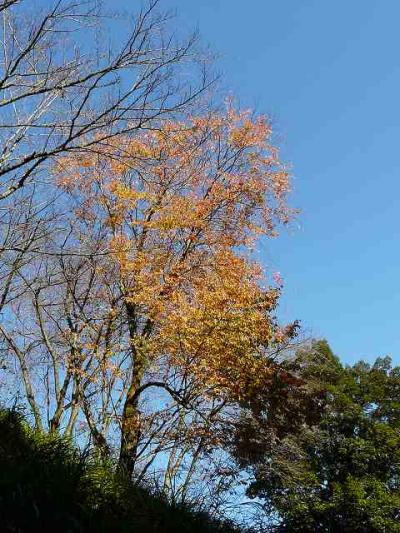 多摩森林科学園でお花見の予定が木を探すだけに・・・