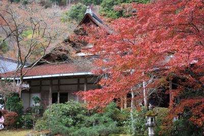 【京都紅葉２００９】 ピーク過ぎていました 槇尾山 「西明寺」