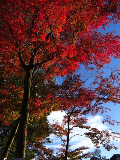 紅葉～岩屋堂公園ライトアップ～