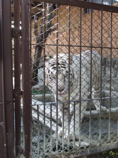 秋の東武動物公園　その１　ネコ科の動物編