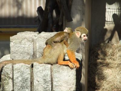 秋の東武動物公園　その３　鳥・サル編