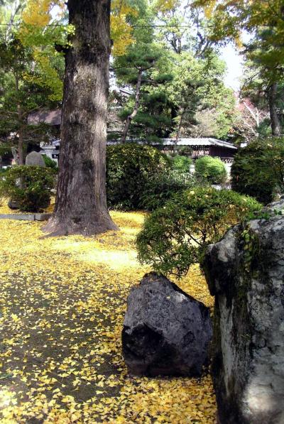ひとり旅 ［645］ 晩秋～その１～黄葉がきれいでした＜岩国吉香公園の銀杏＞山口県岩国市
