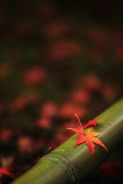 琵琶湖湖東、永源寺の紅葉　　/滋賀県東近江