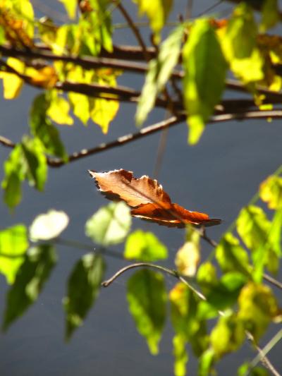 はじめての明治神宮（2）緑と池とちょっぴりの紅葉の明治神宮御苑＆キエフ・バレエを観に渋谷文化村へ