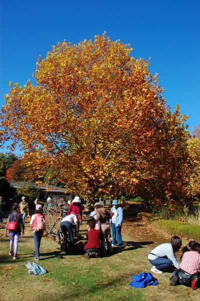 紅葉の秋を探しに　2009　国営昭和記念公園