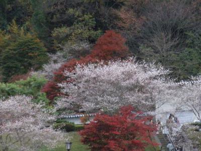 紅葉と四季桜