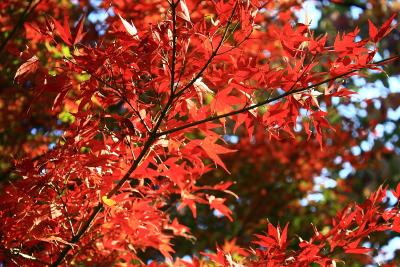 国営昭和記念公園