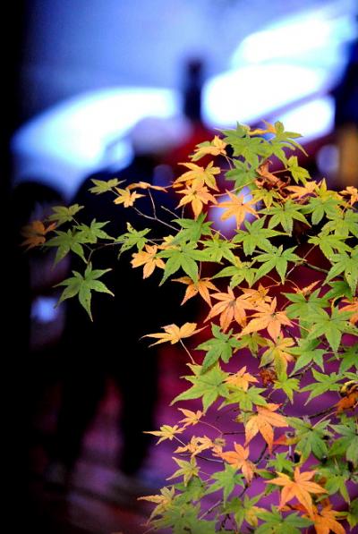 両界山横蔵寺の紅葉　2009　横蔵寺もみじまつり