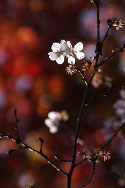 桜山公園の冬桜