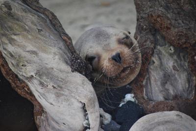 2009☆南米横断の旅☆⑫エクアドル　ガラパゴス：パート２　イザベラ島　＃１