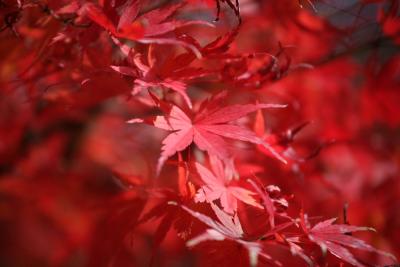 2009’11　高尾山～秋のスタンプラリーにチャレンジ～