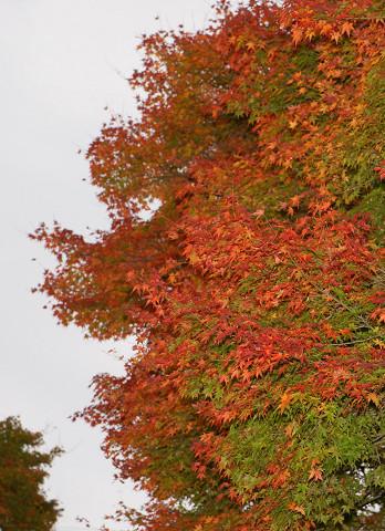 瑞宝寺公園の紅葉