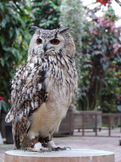 紅葉=MTBでウロウロ…・富士花鳥園編=