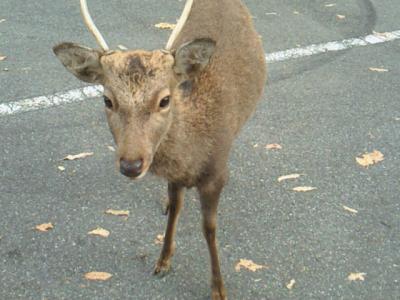 奈良　　お堂でみる阿修羅