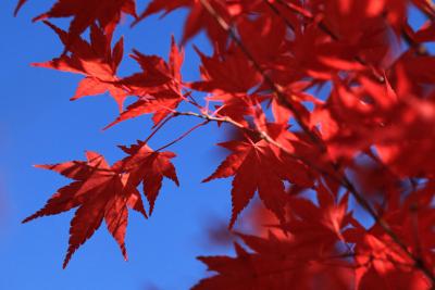 紅葉～　河口湖　もみじ回廊から富士山を望む。（作成中です）