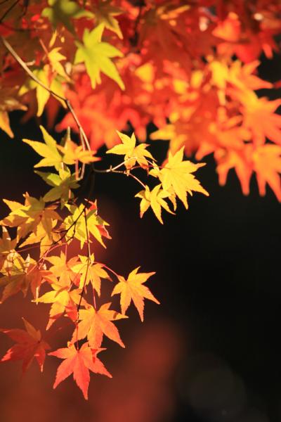 湖東三山　紅葉の百済寺　（作成中です）