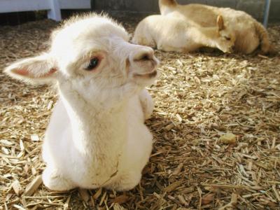 【栃木】番外編:デジカメが顔認識するアルパカ ~アルパカ牧場~