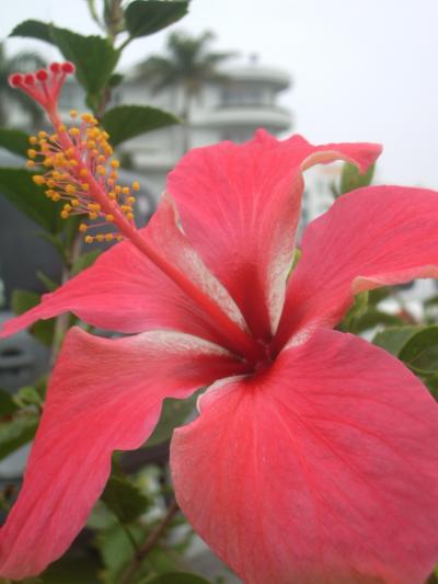 友達の結婚式へ、妊婦の冬の沖縄旅行