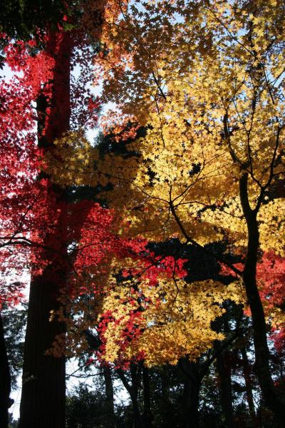 湖東三山「金剛輪寺」の紅葉