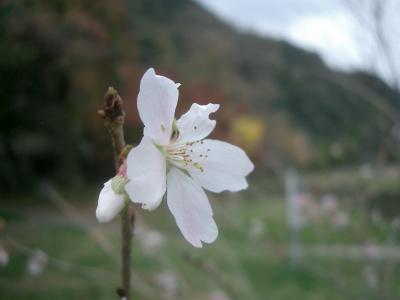 四季桜が咲いていました。桃太郎公園。