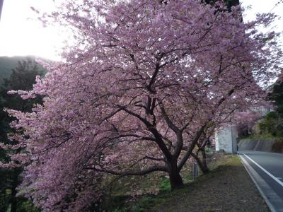 河津桜