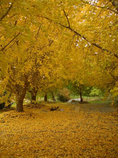 祖父江イチョウまつりに行く~2009~