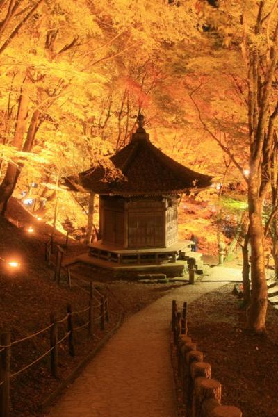 小さな旅●愛知の紅葉・香嵐渓（こうらんけい）幻想的な紅葉ライトアップ