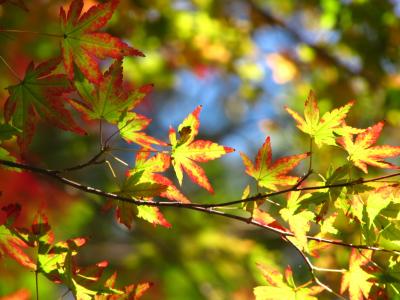 まにあって良かった@紅葉の森林公園（1）やわらかな黄昏色と木もれ日の紅葉